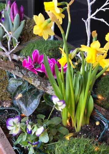 Variety of plants and flowers