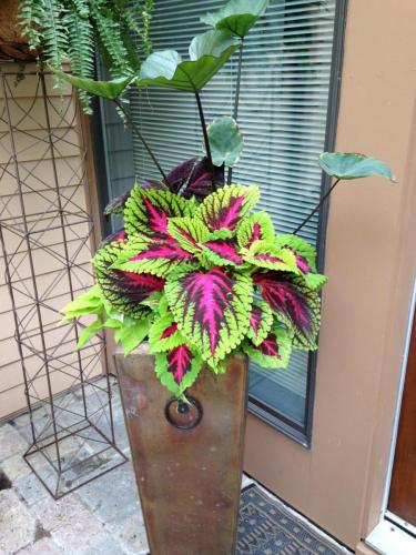 Plants in raised pot