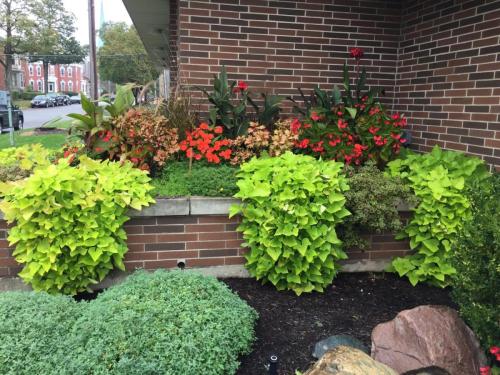 Plants and flowers in raised garden display