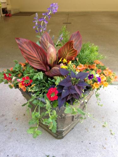 Plant arrangement in pot