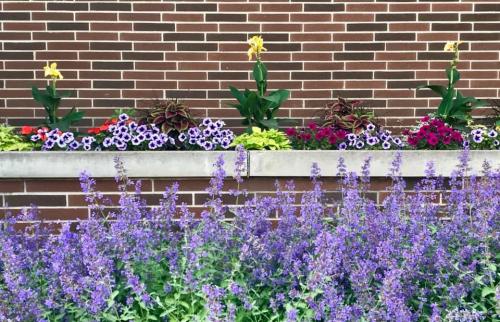 Flowers and plants in raised bed