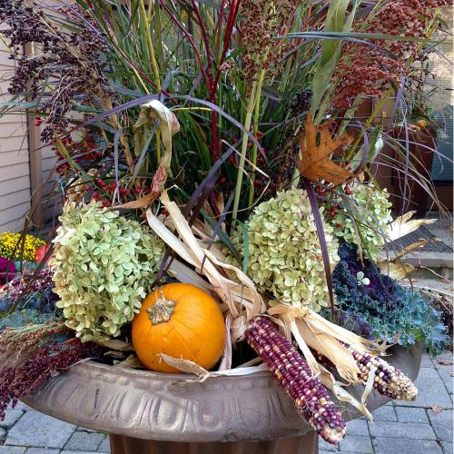 Autumn plant arrangement with corn and pumpkin