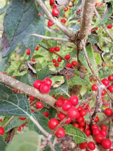 Frog on Winterberry plant
