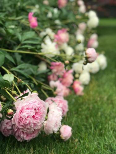 Close up of pink and white flowers