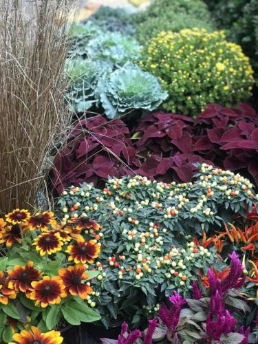 Variety of plants of flowers