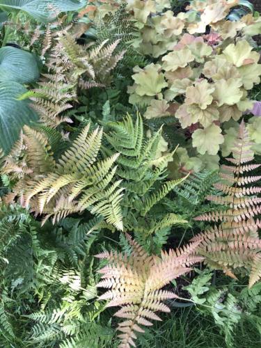 Ferns