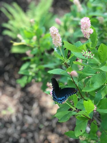 Close up of butterfly on flower