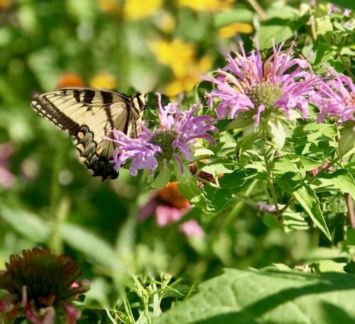 Close up of butterfly on flower
