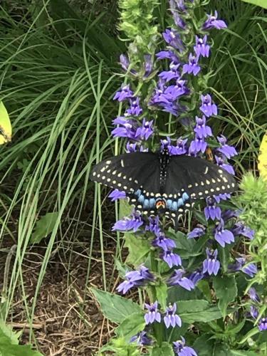 Black butterfly on flowers