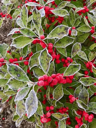 Red berries and leaves