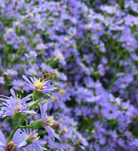Close up photo of bee on Aster flower