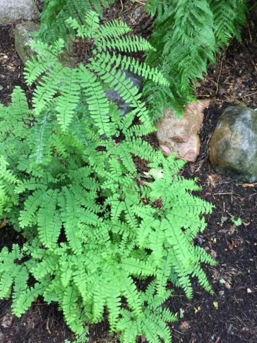 Maidenhair ferns