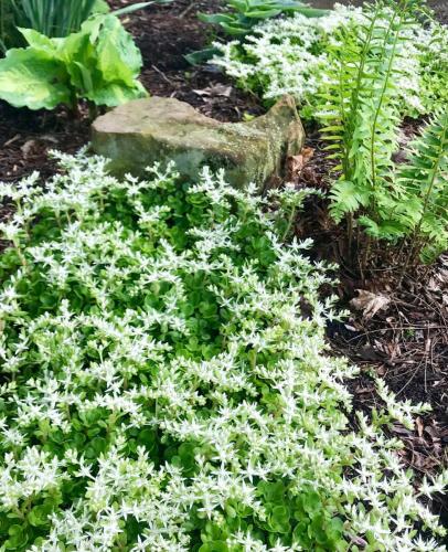 Sedum ternatum plants